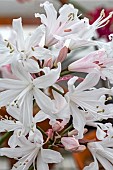 NERINE BORDE HILL WHITE SEEDLING