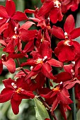 ONCIDIUM FRANS JEWELS