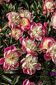 PAEONIA BOWL OF BEAUTY