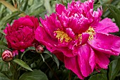 PAEONIA KARL ROSENFIELD