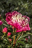 PAEONIA MIKADO