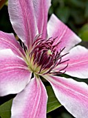 CLEMATIS NELLY MOSER