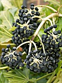 FATSIA JAPONICA BERRIES