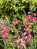 GLADIOLUS COMMUNIS BYZANTINUS