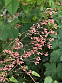 HEUCHERA SANGUINEA