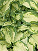 HOSTA FORTUNEI ALBOPICTA (PLANTAIN LILY)