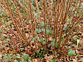 COPPICED CORYLUS AVELLANA (YEAR 2)