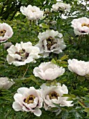 PAEONIA SUFFRUTICOSA ROCK (TREE PAEONY)