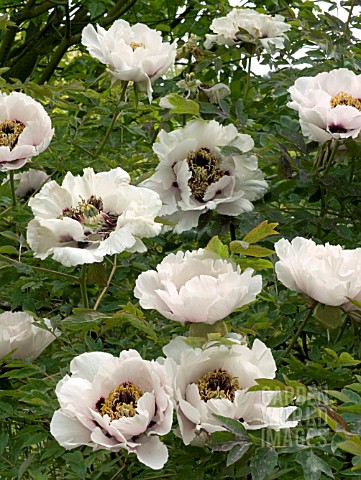 PAEONIA_SUFFRUTICOSA_ROCK_TREE_PAEONY