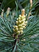 PINUS SYLVESTRIS (SCOTS PINE)