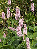 PERSICARIA BISTORTA (POLYGONUM) BISTORT