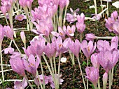 COLCHICUM AUTUMNALE