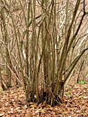 COPPICED CORYLUS AVELLANA (YEAR 6)