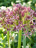 ALLIUM CHRISTOPHII (CRISTOPHII,  ALBOPILOSUM) STAR OF PERSIA