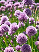 ALLIUM SCHOENOPRASUM