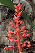 AECHMEA MINIATA