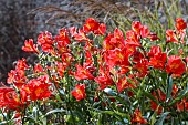 ALSTROEMERIA HYBRID