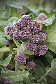 BRASSICA OLERACEA BOTRYTIS CARDINAL