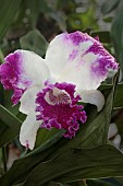 CATTLEYA WHITE SPARK