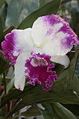 CATTLEYA WHITE SPARK