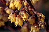 CHIMONANTHUS PRAECOX