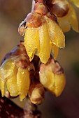 CHIMONANTHUS PRAECOX