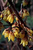 CHIMONANTHUS PRAECOX