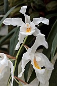 COELOGYNE CRISTATA GLACIER MINT