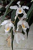 COELOGYNE CRISTATA GLACIER MINT