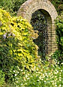 HUMULUS LUPULUS AUREUS ON BRICK ARCHWAY