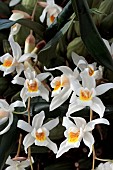 COELOGYNE MOOREANA