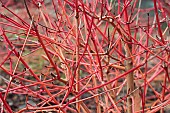 CORNUS SANGUINEA ANNYS WINTER ORANGE