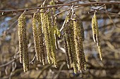 CORYLUS COLURNA