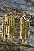 CORYLUS COLURNA