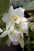 DENDROBIUM APOLLON,