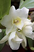 DENDROBIUM APOLLON