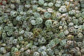 PEPEROMIA PROSTRATA