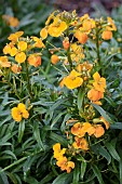 ERYSIMUM X MARSHALLII