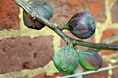 FICUS CARICA BROWN TURKEY