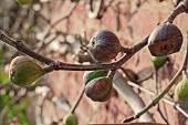 FICUS CARICA BROWN TURKEY