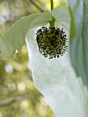 DAVIDIA INVOLUCRATA  (HANDKERCHIEF TREE)