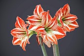 HIPPEASTRUM  SUSAN