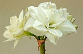 HIPPEASTRUM AKIKO