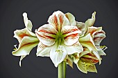 HIPPEASTRUM AMBIANCA