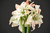 HIPPEASTRUM APHRODITE,