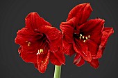 HIPPEASTRUM BENEFICA.