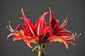 HIPPEASTRUM BOGOTA