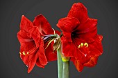 HIPPEASTRUM DESIRE