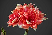 HIPPEASTRUM DOUBLE DREAM