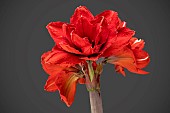 HIPPEASTRUM DOUBLE KING